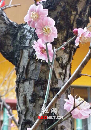 (误把冬日当春季,桃花盛开)